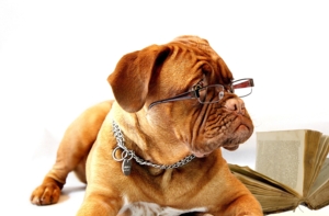 Read to a Therapy Dog